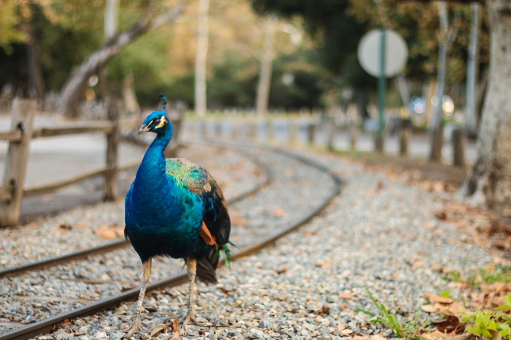 Zoos and Stress&nbsp;[Research]