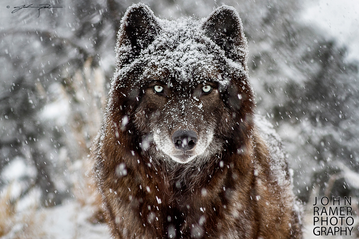 Arrows-Snowy-Gaze by John Ramer Photography.jpg