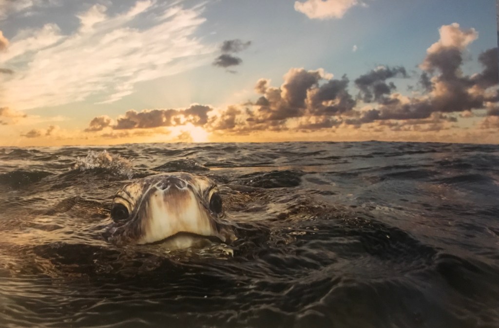 Sea Turtle Safety