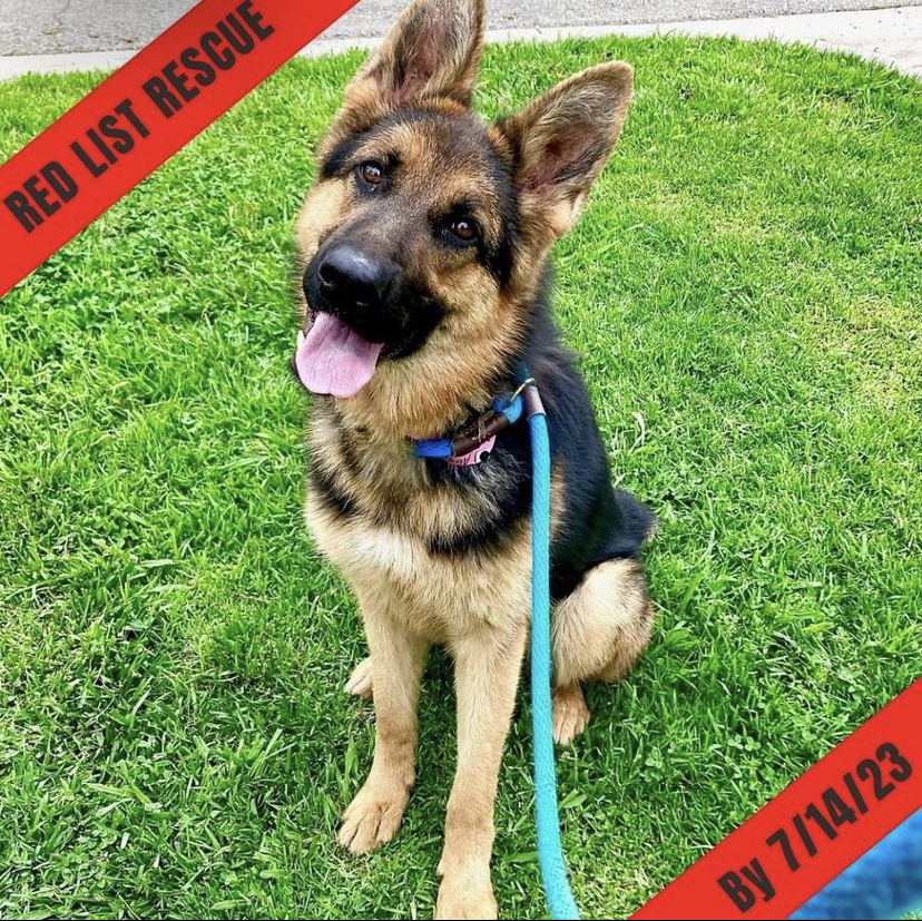 Animal Euthanasia in California: A Persistent Issue With Hope on the&nbsp;Horizon