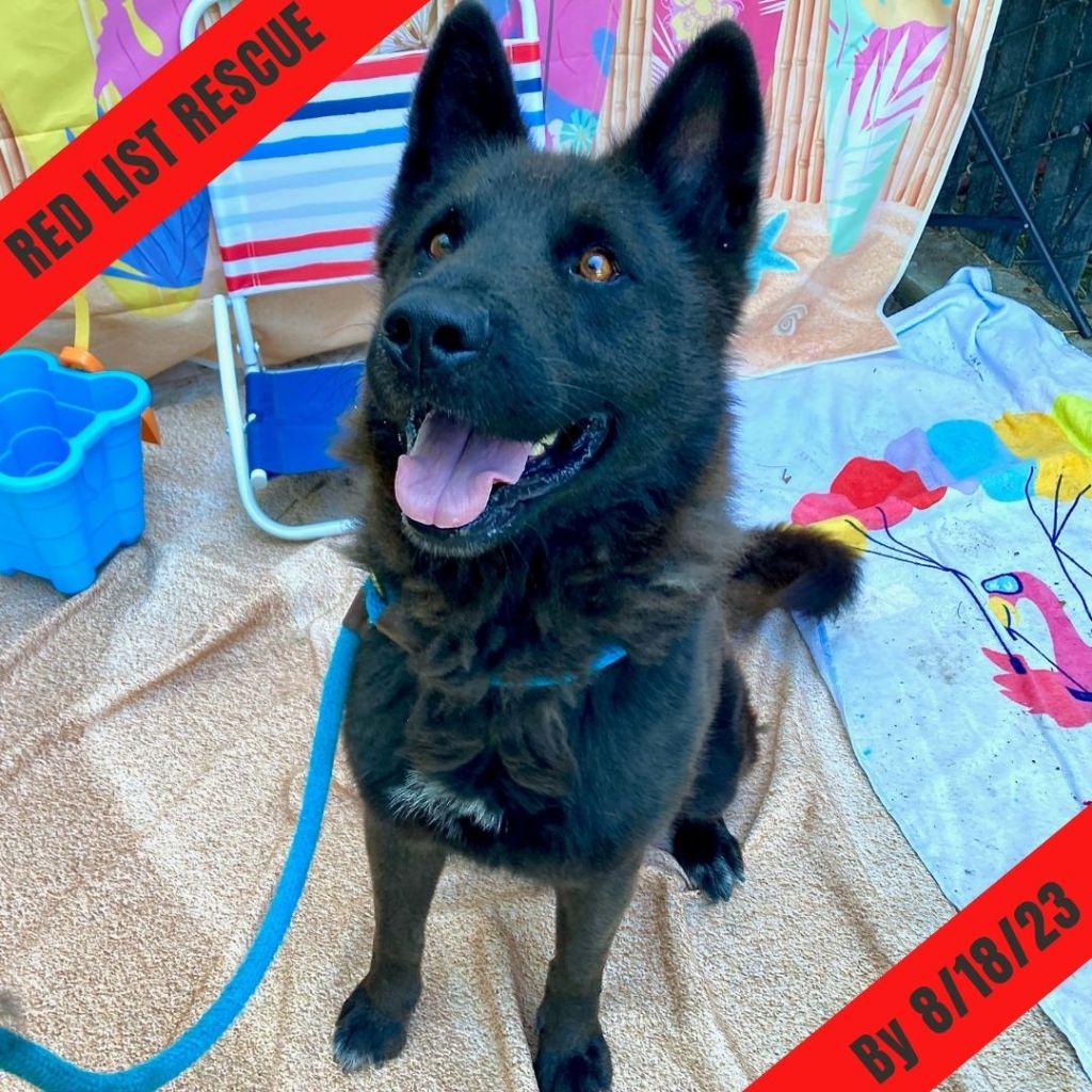 Red List Rescue&nbsp;Announcement