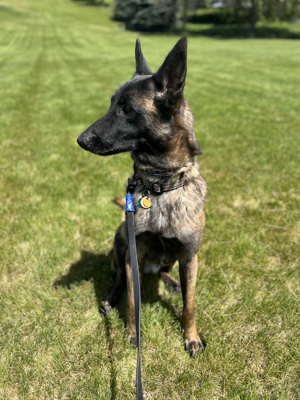 Jasper the Belgian Needs Your Help to Find a&nbsp;Home!