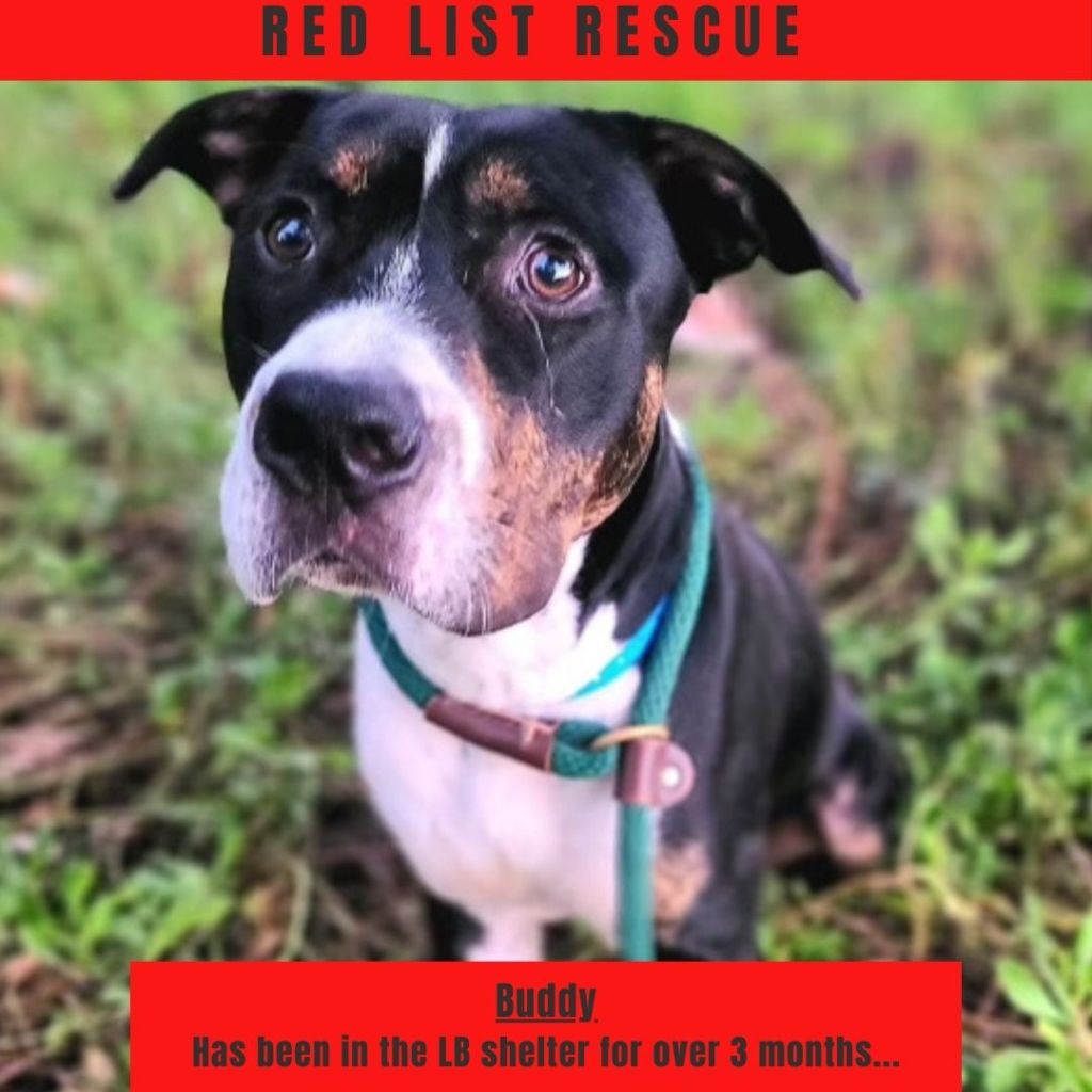 Your Help Needed! Red List Rescue for 10 Month Old Buddy!