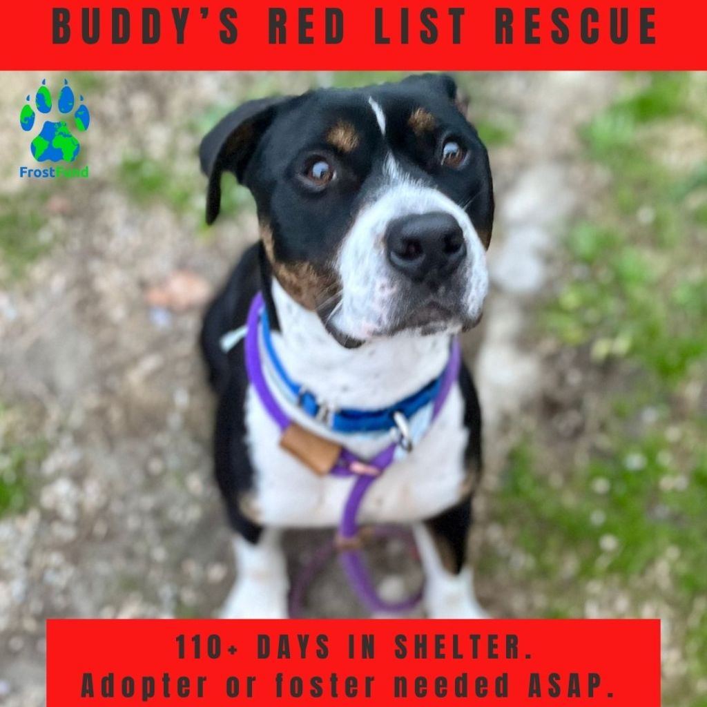 Will You Take 3 Minutes to Help Us Save Buddy?