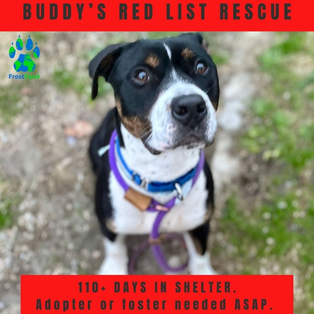 Will You Take 3 Minutes to Help Us Save&nbsp;Buddy?