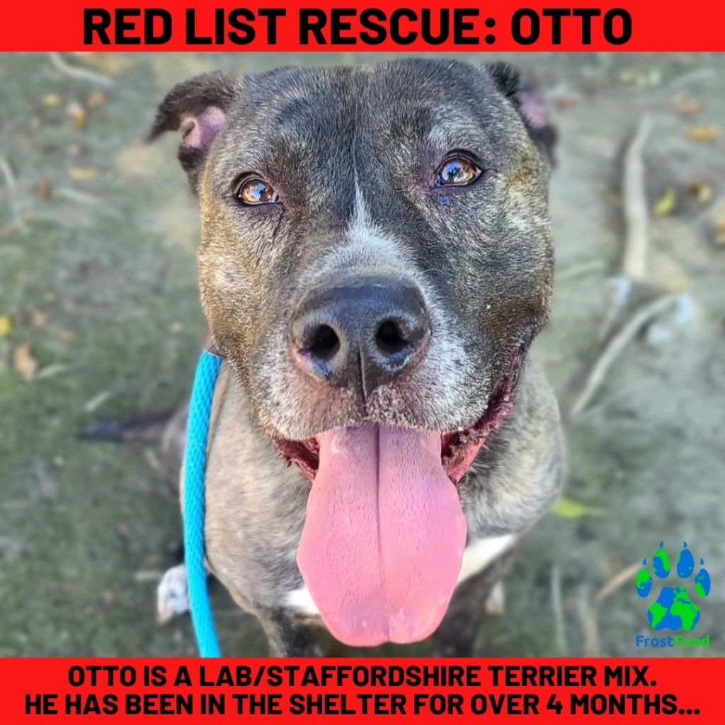 We Need Your Help!! Red List Rescue Announcement for&nbsp;Otto!