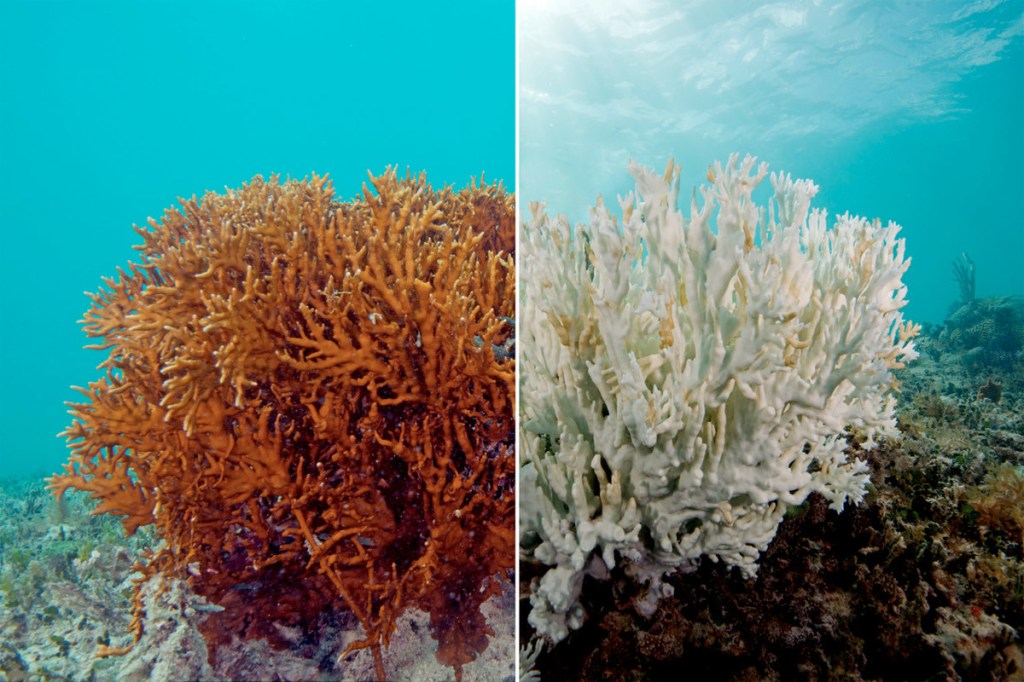 The Great Barrier Reef’s Health Is in Decline,  Here’s Why That Should Matter to&nbsp;You.