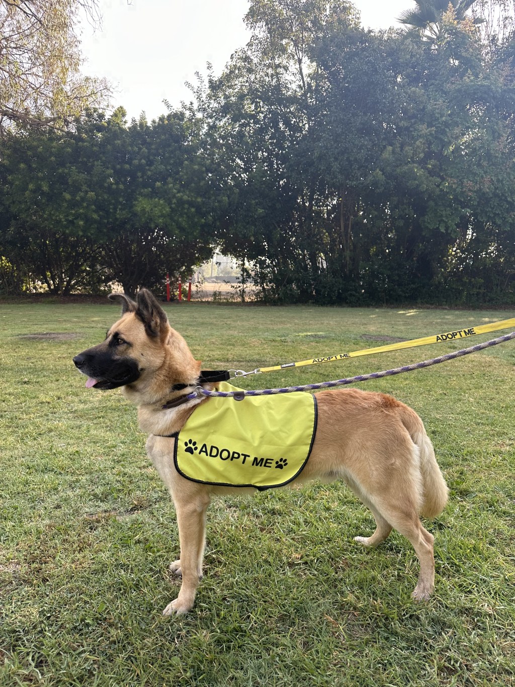 Another Red List Rescue Success:&nbsp;Milo!