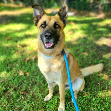 URGENT: We Need Your Help to Save Another Life! Red List Rescue Announcement for&nbsp;Milo.