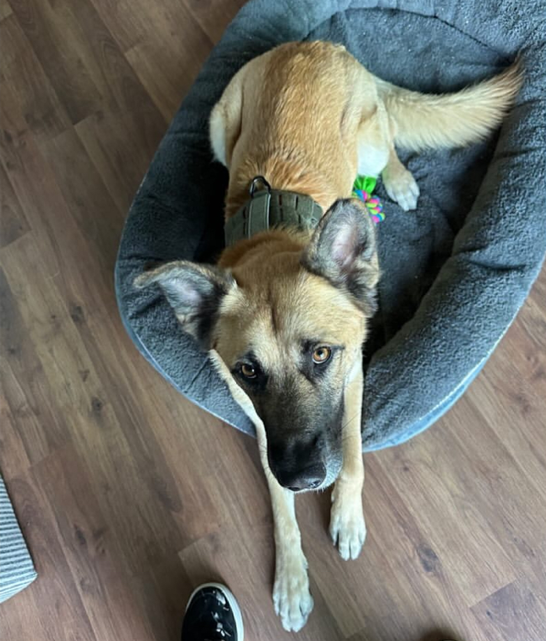 Text Messages From Heaven! Red List Rescue Adopter Update