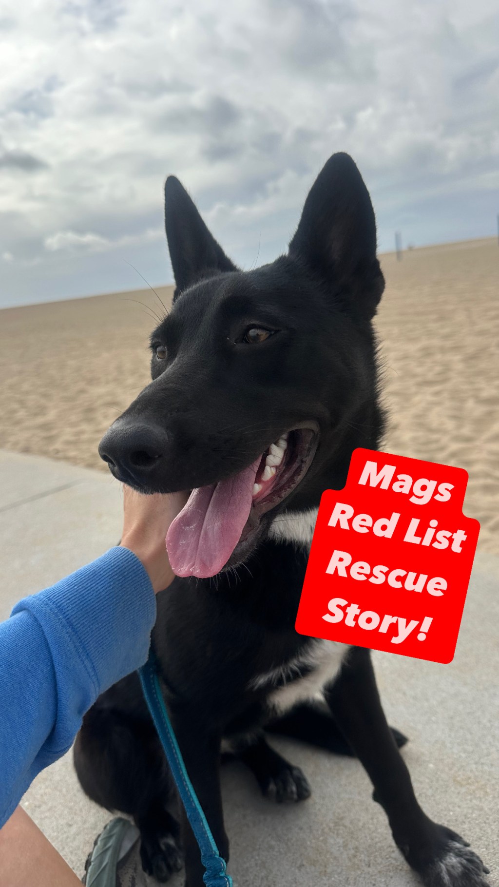 Check Out Mag’s Rescue Video! Our 22nd Pup’s Life&nbsp;Saved.