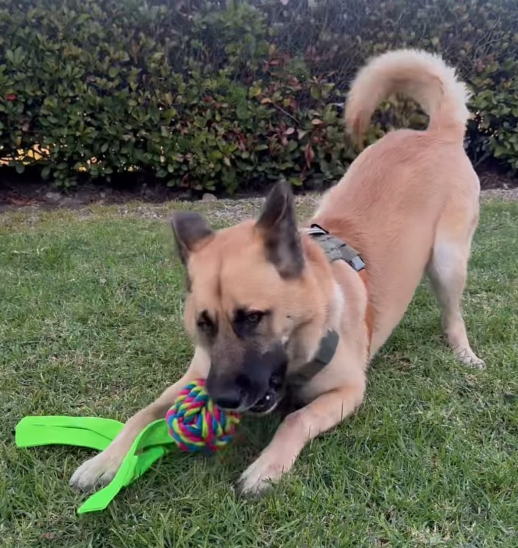 Milo’s Amazing Rescue&nbsp;Story