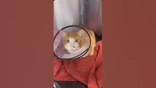 Frost Fund Helps a Cat Burned in the LA Fire & Monty Update After 250+ Days in the&nbsp;Shelter!!