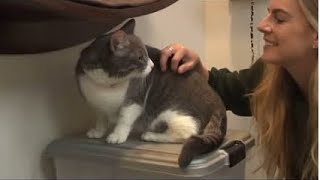 Frost Fund’s Large Cat Transport | News Feature by&nbsp;KTNV