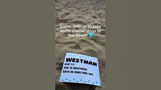 Shelter Dogs at the Beach for Their First Time: Frost Fund’s Sweat To&nbsp;Protect.