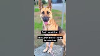 Watch Nova:Our 25th Red List Rescue&nbsp;Story!