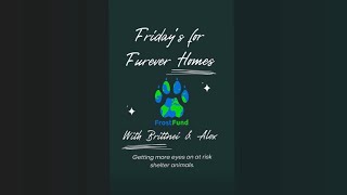 INTRODUCING “Fridays for Furever&nbsp;Homes”