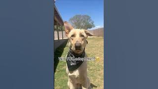 MONTY IS READY FOR&nbsp;ADOPTION!