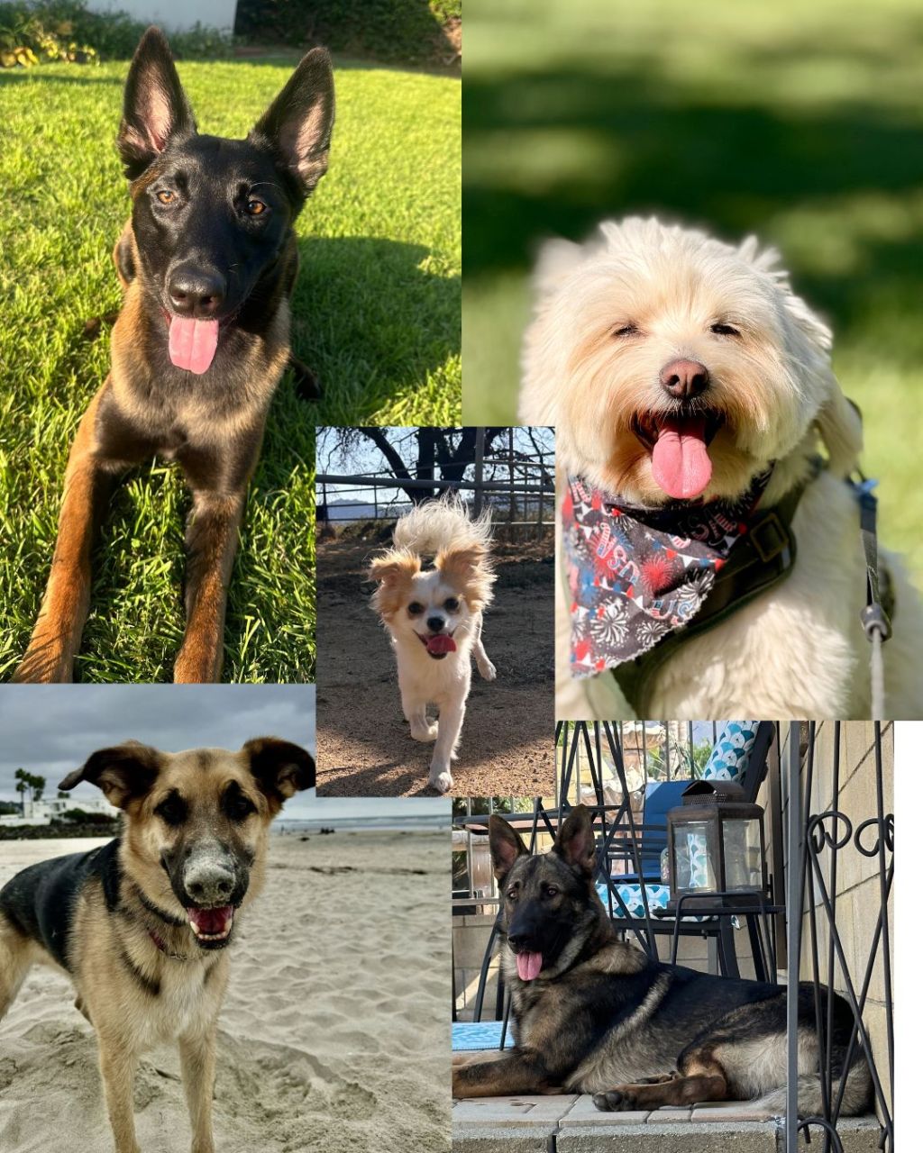 We Need Your Votes! 2025 Waggin’ Rights&nbsp;Show