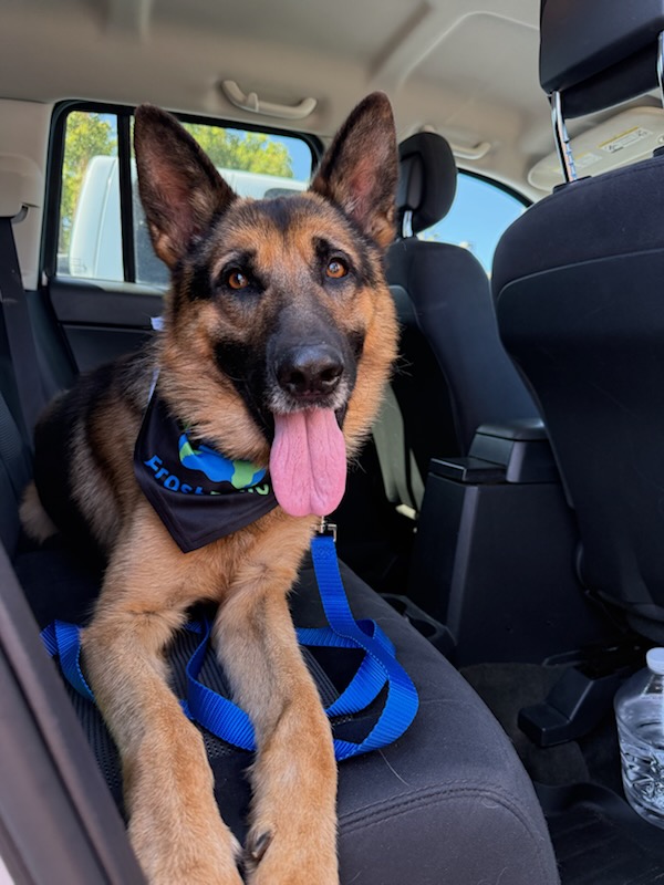 Bear Fundraiser Update!